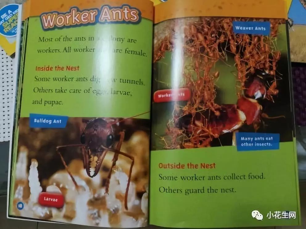 一年能学好英语吗_小孩学美语好还是英语好_幼儿园学双语好还是纯英语好